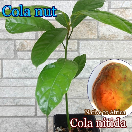 コーラ・ニチダ(Cola nitida)苗[コーラの木]