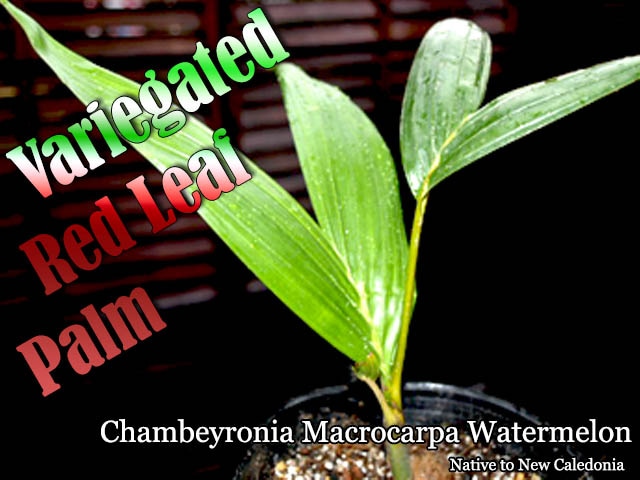 Chambeyronia Macrocarpa Watermelon(レッドリーフパーム・ウォーターメロン)種子