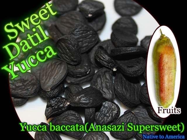 Riceball family 特大ダブルココナッツ　ユッカ Riceball family 特大ダブルココナッツ ユッカ 観葉植物