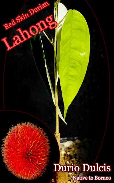 Durio dulcis(�ɥ��ꥪ���ɥ��륭��)��[��åɡ��ɥꥢ��]