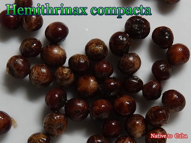 Hemithrinax compacta(ヘミトリナクス・コンパクタ)種子