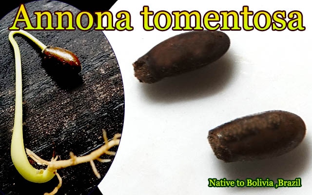 Annona tomentosa(アンノナ・トメントーサ)種子[バンレイシ科熱帯果樹]