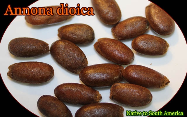 Annona dioica(アンノナ・ディオイカ)種子[バンレイシ科熱帯果樹 予約商品]