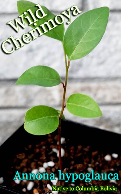 Annona hypoglauca(アンノナ・ハイポグラウカ)種子[バンレイシ科熱帯果樹 予約商品]