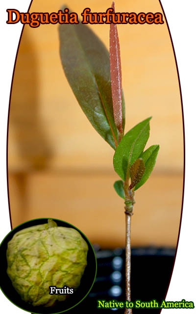Duguetia furfuracea(ドゥグェティア・フルフラケア)種子[バンレイシ科熱帯果樹・予約商品]