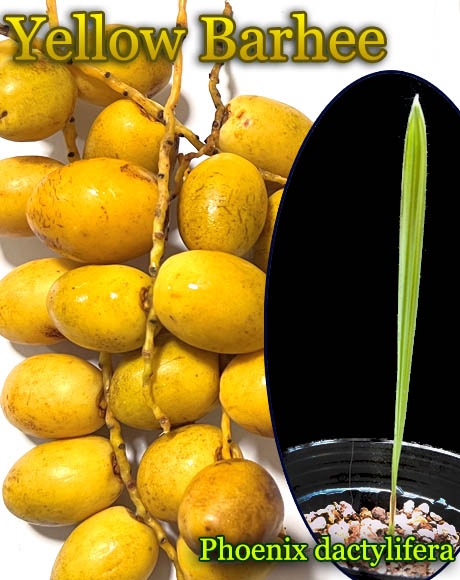 Хꡦǡĥѡ[Yellow Barhee(ʥĥ䥷]