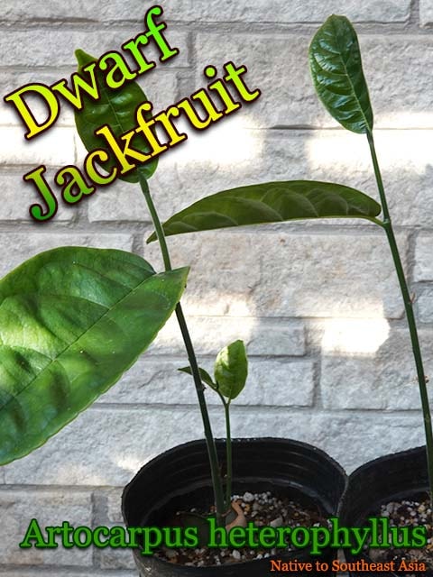 ドワーフ・ジャックフルーツ(Artocarpus heterophyllus)苗[熱帯果樹]