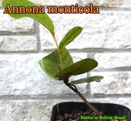 Annona monticola(アンノナ・モンティコラ)種子[バンレイシ科熱帯果樹。予約商品]