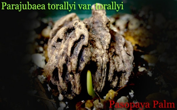 Parajubaea torallyi var. torallyi(トラリヤシ)種子[耐寒性ヤシ・予約商品]
