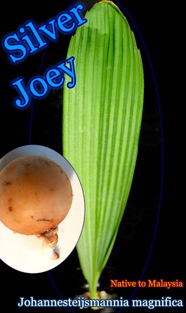 Johannesteijsmannia magnifica(ϥͥƥޥ˥ޥ˥ե)ȯ[С硼䥷(Silver Joey)]