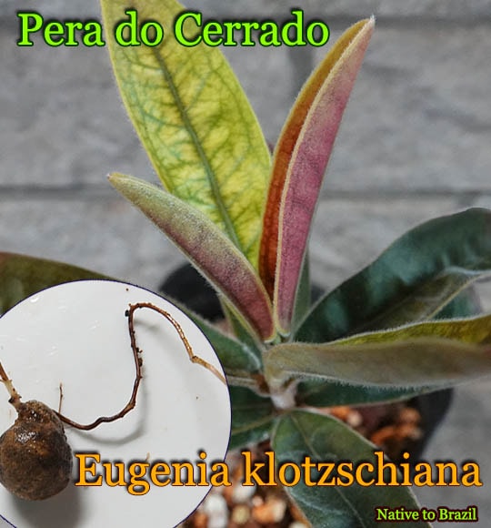 Eugenia klotzschiana(�桼���˥��������åĥ�������)ȯ�����[Ǯ�Ӳ̼�]