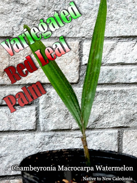 Chambeyronia Macrocarpa Watermelon(��åɥ꡼�եѡ��ࡦ���������������)��