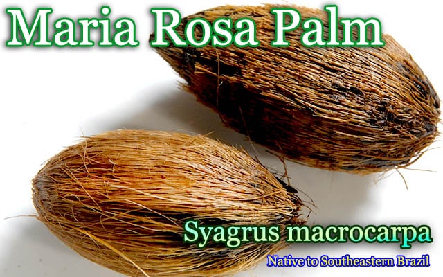 Syagrus macrocarpa(シアグルス・マクロカルパ)種子[食用ヤシ・マリア ローザ パーム]