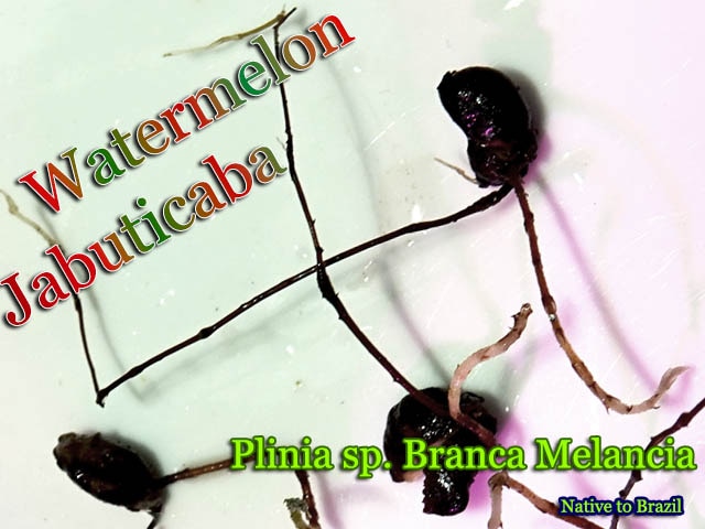 Plinia sp. Branca Rajada(プリニア・ブランカ・ラハダ)発根種子[ジャボチカバ・ウォーターメロン・予約商品]