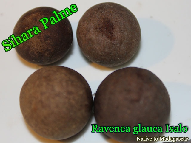 Ravenea glauca Isalo(٥ͥ饦)[ͽʡѴ䥷ϥ䥷]