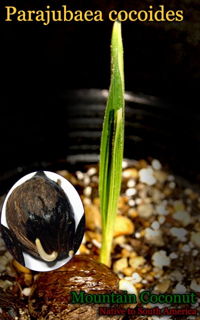 Parajubaea cocoides(マウンテンココナッツ)発根種子[耐寒性ヤシ]