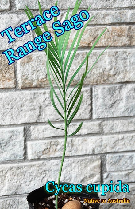 Cycas cupida(�������������ԥ�)���[���ƥļ��]