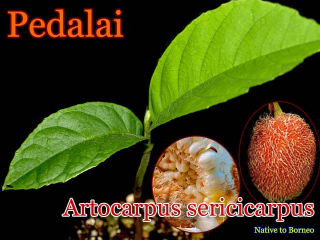 Artocarpus sericicarpus(ペダライ)種子[熱帯果樹・予約商品]