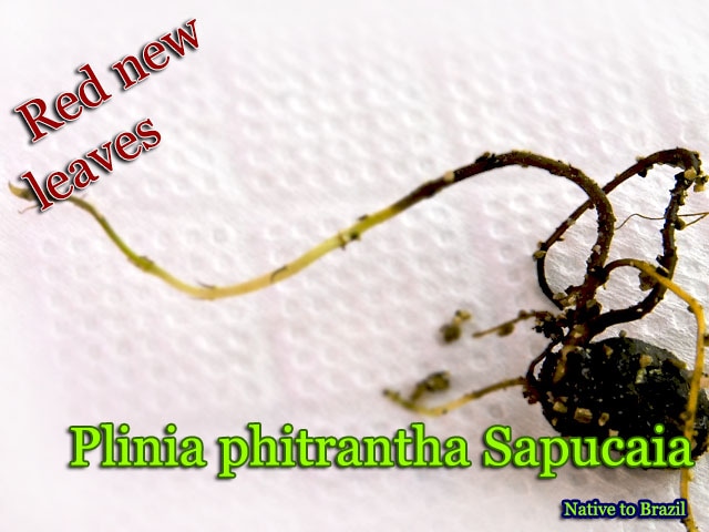 Plinia phitrantha Sapucaia(プリニア・フィトランサ・サプカイア)発根種子[果樹]