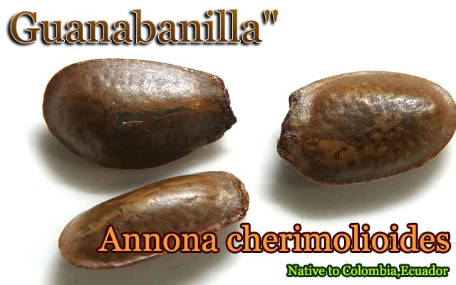 Annona cherimolioides(アンノナ・チェリモリオイデス)種子[バンレイシ科熱帯果樹]