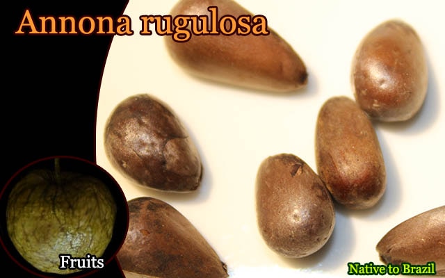 Annona rugulosa(アンノナ・ルグロサ)種子[耐寒性バンレイシ科・熱帯