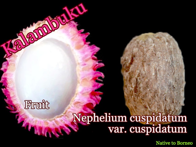 Nephelium cuspidatum var. cuspidatum(ネフェリウム・クスピダタム)種子[熱帯果樹・予約商品]