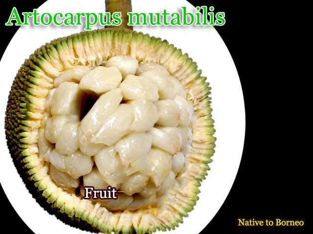 Artocarpus mutabilis(アルトカルプス・ムタビリス)種子[熱帯果樹