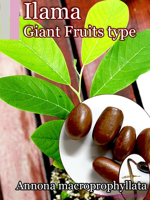 Annona macroprophyllata Giant(イラマ・ジャイアント)種子[イラマ
