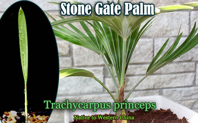 ���ȡ��󥲡��ȥѡ���(Trachycarpus princeps)����[�Ѵ����䥷�����顼�꡼��]