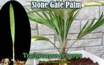 ���ȡ��󥲡��ȥѡ���(Trachycarpus princeps)����[�Ѵ����䥷�����顼�꡼��]