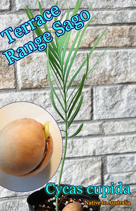 Cycas cupida(ԥ)ȯ[ƥļ]