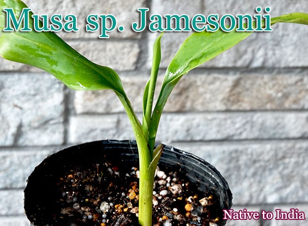 Musa sp. Jamesonii(ムサ・ジェームソニー)種子[耐寒性バナナ]