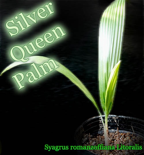 Syagrus romanzoffiana Litoralis(Сѡ)[Ѵ䥷]