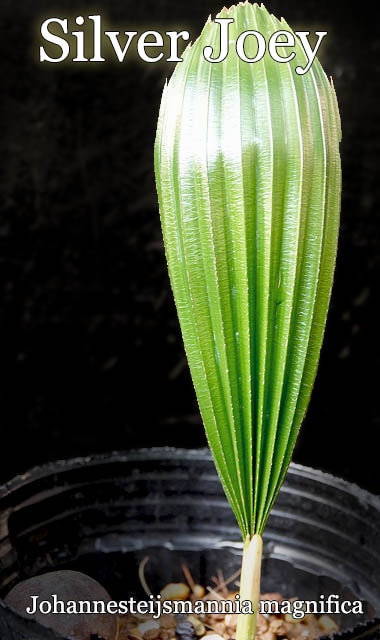 Johannesteijsmannia magnifica(��ϥͥ��ƥ����ޥ˥����ޥ��˥ե���)��[����С����硼���䥷(Silver Joey)]