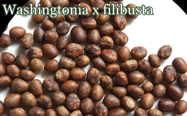 Washingtonia x filibusta種子[ハイブリッド耐寒性ヤシ・ワシントニア フィリブスタ]