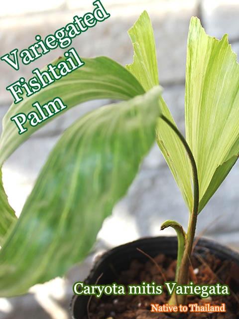[ヴァリエガータ フィッシュテールパーム]Caryota mitis Variegata(カリオタ・ミティス)種子