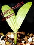 Calyptrocalyx elegans(����ץȥ����ꥯ�������쥬��)����[���顼�꡼�ե䥷]