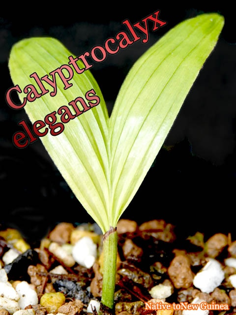 Calyptrocalyx elegans(カリプトロカリクス・エレガンス)幼苗[カラーリーフヤシ]