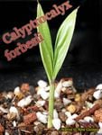 [�ߥ˥��奢����åɥ꡼�եѡ���]Calyptrocalyx forbesii(����ץȥ����ꥯ�����ե����٥���)����[���顼�꡼�ե䥷]