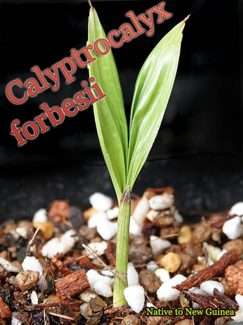 [ミニチュア・レッドリーフパーム]Calyptrocalyx forbesii(カリプトロカリクス・フォーベシー)幼苗[カラーリーフヤシ]