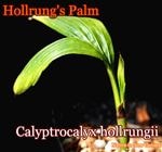 Calyptrocalyx hollrungii(����ץȥ����ꥯ�����ۥ��󥮡�)����[���顼�꡼�ե䥷]