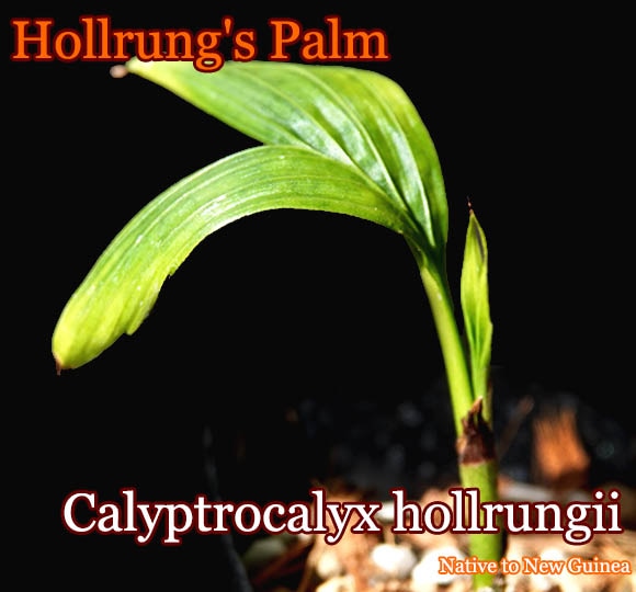 Calyptrocalyx hollrungii(カリプトロカリクス・ホルルンギー)幼苗[カラーリーフヤシ]