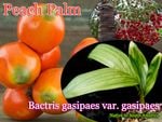 Bactris gasipaes gasipaes�ʥԡ������ѡ���)��[���ѥ䥷/����󥿥ɥ�����]
