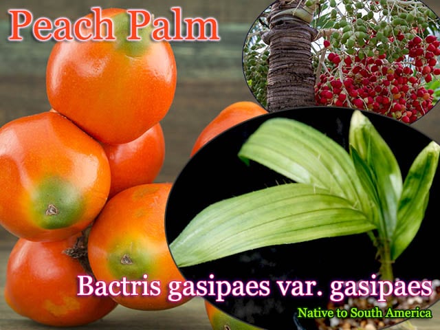 Bactris gasipaes gasipaes（ピーチ・パーム)苗[食用ヤシ/チョンタドゥーロ]