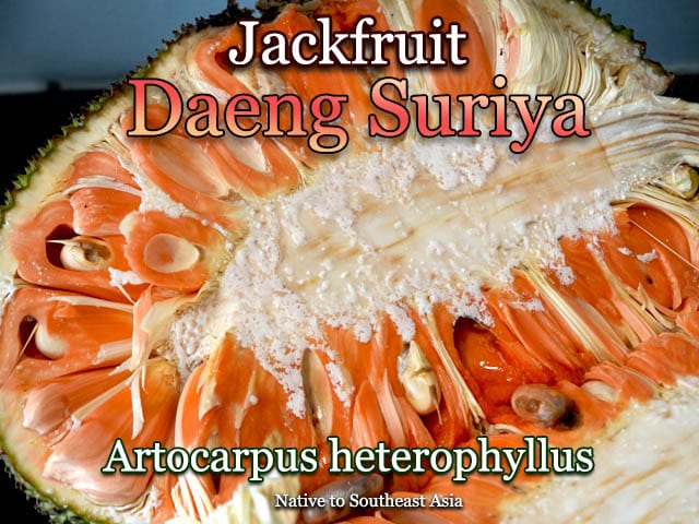 [ジャックフルーツ・デン・スリヤ](Daeng Suriya)種子
