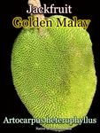 [����å��ե롼�ġ�������ǥ󡦥ޥ졼](Golden Malay)���