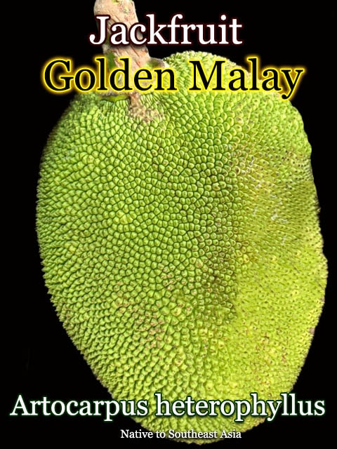 [ジャックフルーツ・ゴールデン・マレー](Golden Malay)種子