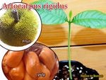Artocarpus rigidus(����ȥ���ץ����ꥮ����)���[Ǯ�Ӳ̼�]