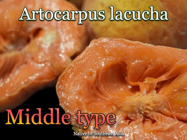 Artocarpus lacucha 'Middle type'種子[熱帯果樹・ラクチパンノキ]