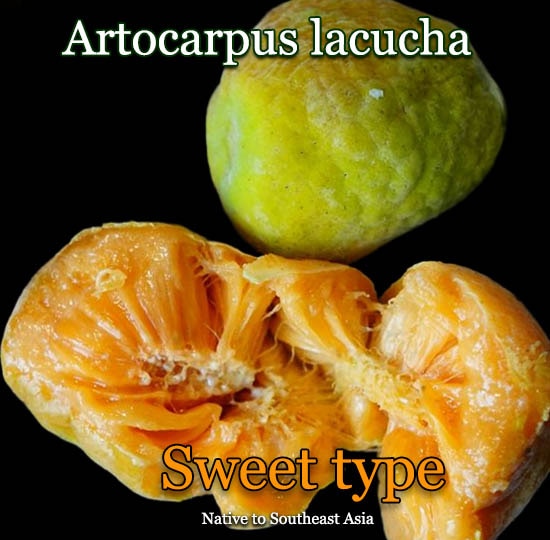 Artocarpus lacucha 'Sweet type'種子[熱帯果樹・ラクチパンノキ]